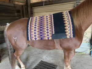 Ogilvy Saddle Pads: Perfect Comfort and Unmatched Style for Every Rider