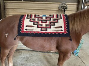 Ogilvy Saddle Pads: Perfect Comfort and Unmatched Style for Every Rider