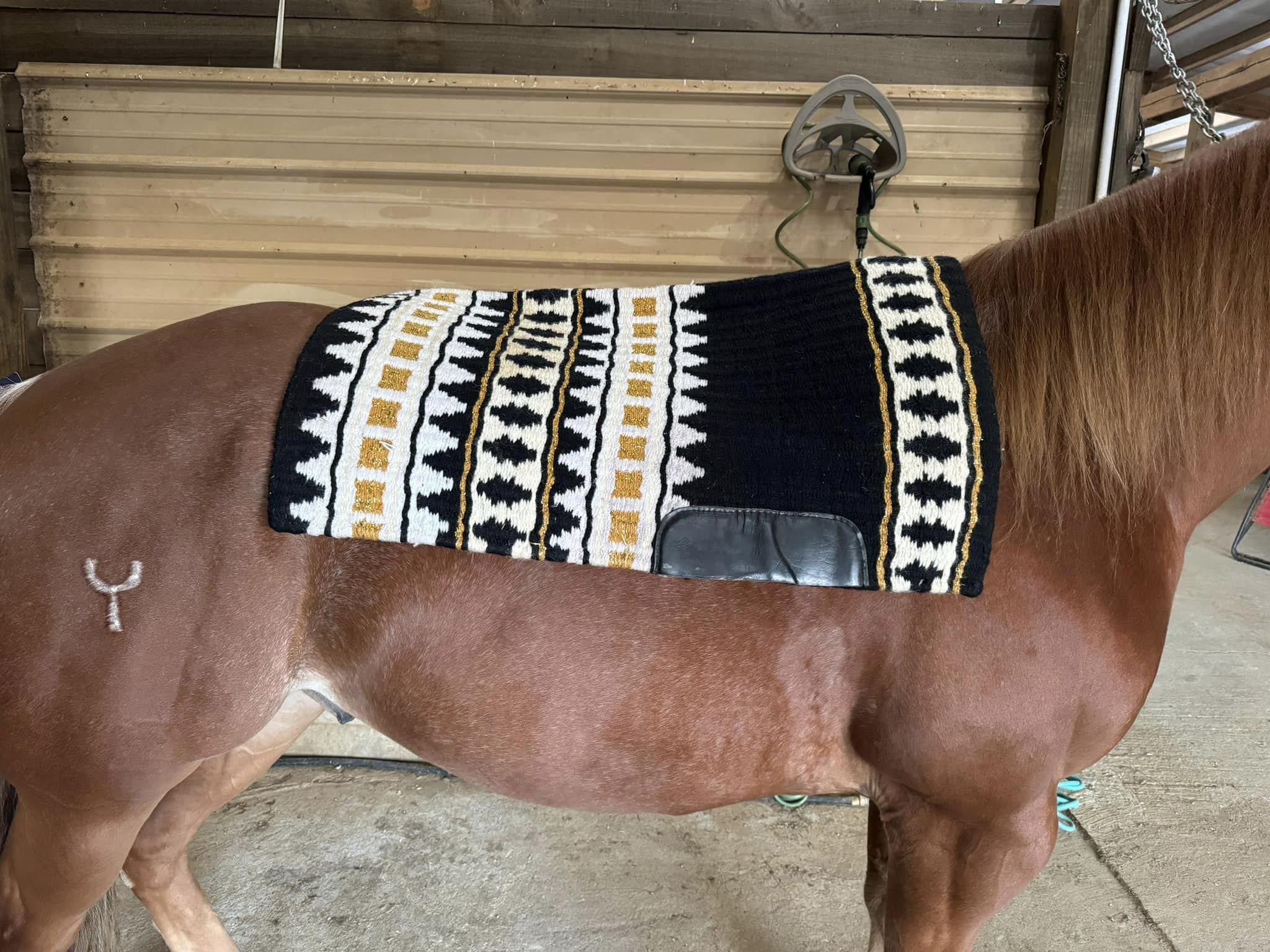 Bling Boutique OPH show pads Saguaro Show Stoppin Bentley Show Pads Erin Rhea Black Horse Show Saddle Pad