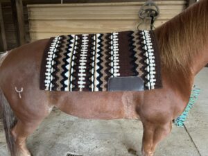 Ogilvy Saddle Pads: Perfect Comfort and Unmatched Style for Every Rider