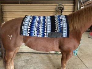 Ogilvy Saddle Pads: Perfect Comfort and Unmatched Style for Every Rider
