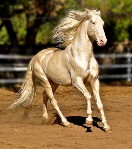 Akhal Teke Golden