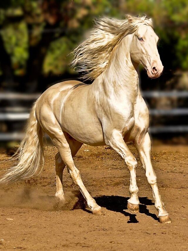 Meet the $10 MILLION Golden Horse The Rarest Beauty on Earth !